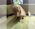 Small #3 Aussiedoodle