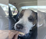 Small #6 American Bulldog-American Staffordshire Terrier Mix