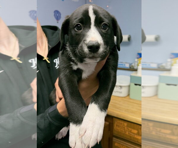 Medium Photo #9 Labrenees Puppy For Sale in Gilberts, IL, USA