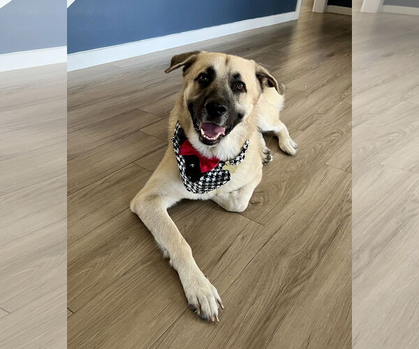 Medium Photo #1 Mutt Puppy For Sale in McKinney, TX, USA