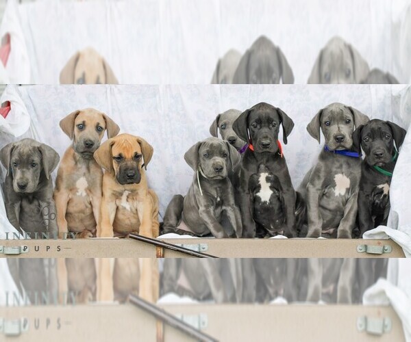 Medium Photo #2 Great Dane Puppy For Sale in LITITZ, PA, USA