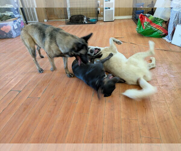 Medium Photo #12 Great Pyrenees Puppy For Sale in Orange Grove, TX, USA