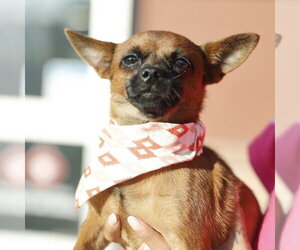 Chihuahua-Unknown Mix Dogs for adoption in San Antonio, TX, USA
