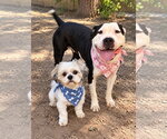 Snoopy and Lucy - Male Shih Tzu-Unknown Mix Dog for Adoption - Small photo
