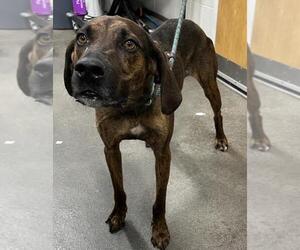 Black and Tan Coonhound-Unknown Mix Dogs for adoption in Forestville, MD, USA