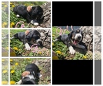 Small Photo #5 Basset Hound Puppy For Sale in LEAVENWORTH, KS, USA