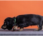 Small Photo #55 Dachshund Puppy For Sale in CROWLEY, TX, USA