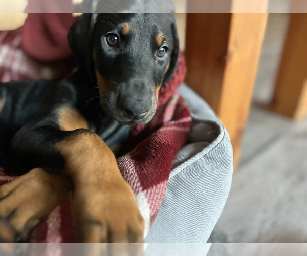Medium Photo #10 Doberman Pinscher Puppy For Sale in WESTON, WI, USA