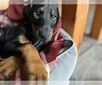 Small #9 Doberman Pinscher