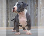 Small Photo #14 American Bully Puppy For Sale in LOS ANGELES, CA, USA