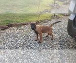 Small Photo #3 Belgian Malinois Puppy For Sale in CLEVELAND, GA, USA