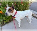 Small #8 American Pit Bull Terrier Mix