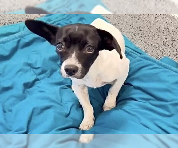 Medium Photo #1 Chihuahua Puppy For Sale in Houston, TX, USA