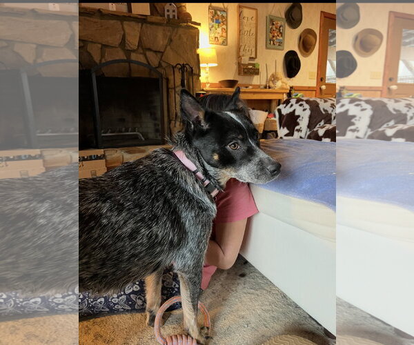 Medium Photo #5 Mutt Puppy For Sale in Holly Springs, NC, USA