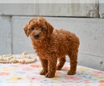 Small #1 Poodle (Miniature)