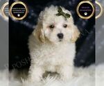 Small Photo #27 Maltipoo (Miniature) Puppy For Sale in WARSAW, IN, USA