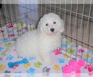 Bichon Frise Puppy for sale in ORO VALLEY, AZ, USA