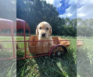 Labrador Retriever Puppy for sale in NEOLA, WV, USA