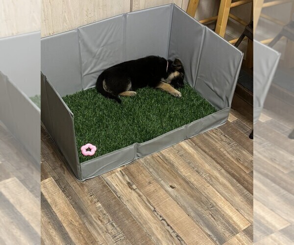 Medium Photo #5 German Shepherd Dog Puppy For Sale in SACRAMENTO, CA, USA