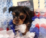 Small #8 Yorkshire Terrier