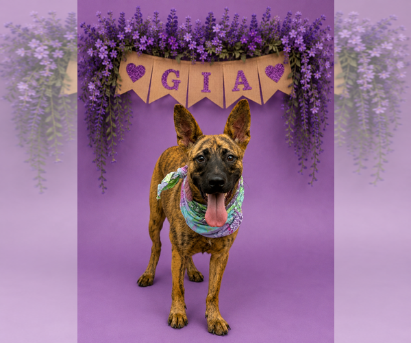 Medium Photo #1 Mutt Puppy For Sale in Shillington, PA, USA