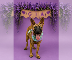 Mutt Dogs for adoption in Shillington, PA, USA