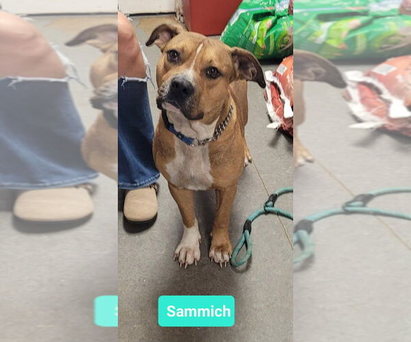 Medium Photo #3 American Staffordshire Terrier-Boxer Mix Puppy For Sale in Richmond, IN, USA