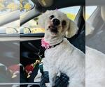 CRISSY - Female Poodle (Miniature) Dog for Adoption - Small photo