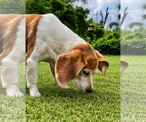 Medium Photo #12 Beagle Puppy For Sale in Dunnellon, FL, USA
