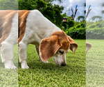 Small #11 Beagle