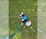 Small #27 American Pit Bull Terrier