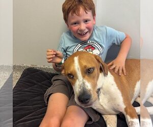 Quill - Male Mutt Dog for Adoption - Photo #3