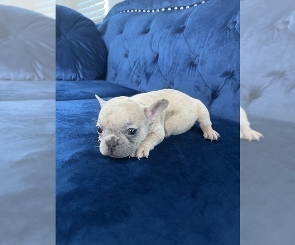Medium Photo #38 French Bulldog Puppy For Sale in FORT LAUDERDALE, FL, USA
