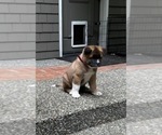 Small Photo #2 Akita Puppy For Sale in PORT LUDLOW, WA, USA