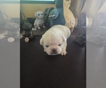 Small Photo #3 Pug Puppy For Sale in NEW IPSWICH, NH, USA