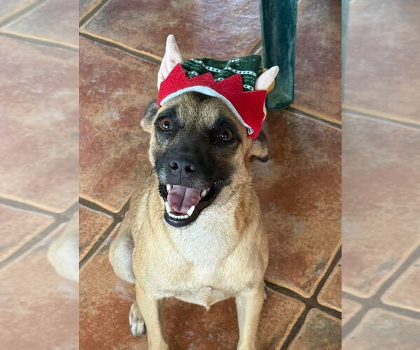 Medium Photo #3  Puppy For Sale in , 