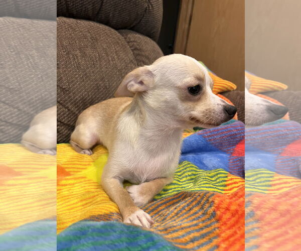 Medium Photo #1 Chihuahua-Unknown Mix Puppy For Sale in Lake Elsinore, CA, USA
