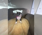 Small Photo #12 American Bully Puppy For Sale in LUBBOCK, TX, USA