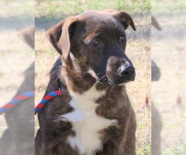 Medium Photo #4 Shepradors Puppy For Sale in Yardley, PA, USA