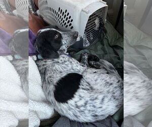 Australian Shepherd-Unknown Mix Dogs for adoption in Duluth, MN, USA