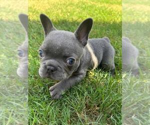 French Bulldog Puppy for sale in BENTONVILLE, AR, USA