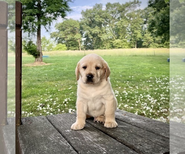 Medium Photo #1 Labrador Retriever Puppy For Sale in CRANBERRY, PA, USA