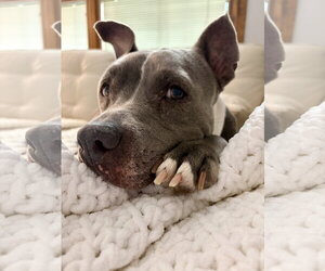 Lola - Female American Pit Bull Terrier Dog for Adoption - Photo #13