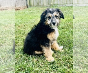 Aussiedoodle Miniature Puppy for sale in HAMILTON, MI, USA