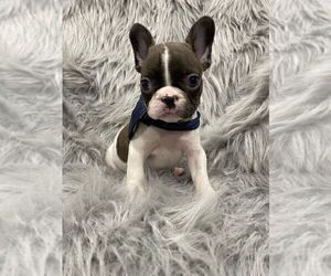 Medium French Bulldog