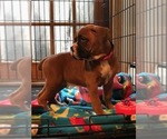 Small Photo #1 Boxer Puppy For Sale in DRYDEN, NY, USA