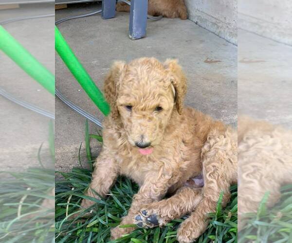 Medium Photo #7 Poodle (Standard) Puppy For Sale in STEPHENVILLE, TX, USA