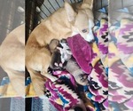 Small Photo #4 Pembroke Welsh Corgi-Pomsky Mix Puppy For Sale in WINDSOR, CO, USA