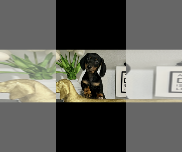 Medium Photo #1 Dachshund Puppy For Sale in NILES, MI, USA