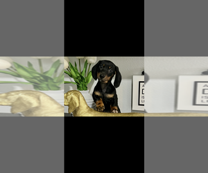 Dachshund Puppy for sale in NILES, MI, USA